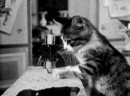 Dünya'yı Ele Geçirmeye Çalışan 11 Kedi 2